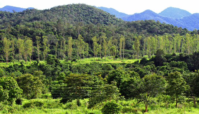 ดูช้างป่า กระทิงป่าที่กุยบุรี ประจวบ