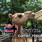 สัตว์น่ารักที่ camel republic