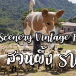 The Scenery vintage Farm สวนผึ้ง ราชบุรี