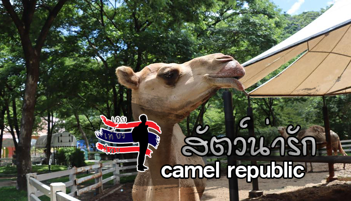 สัตว์น่ารักที่ camel republic